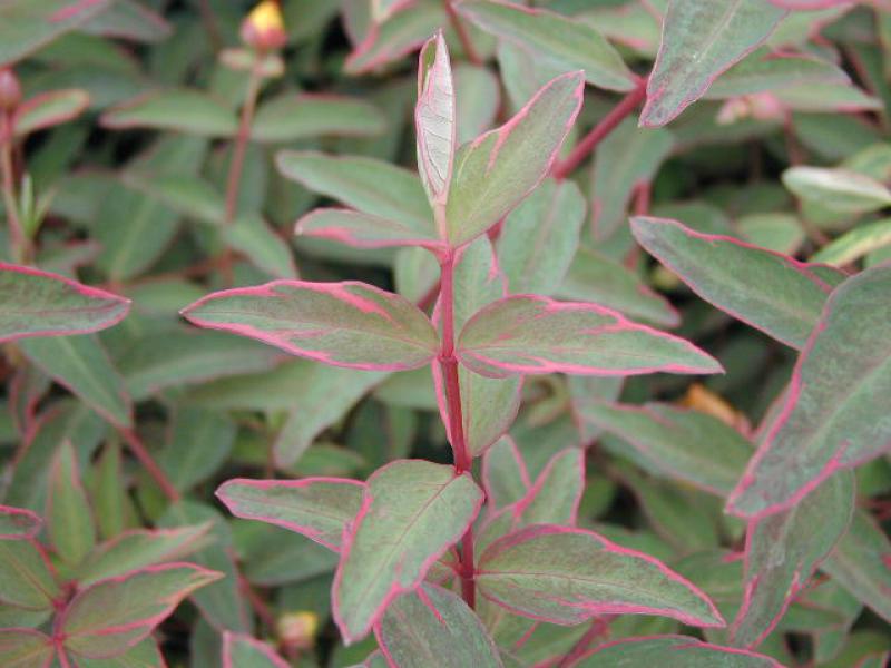 Hypericum tricolor
