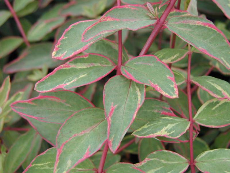 Hypericum tricolor