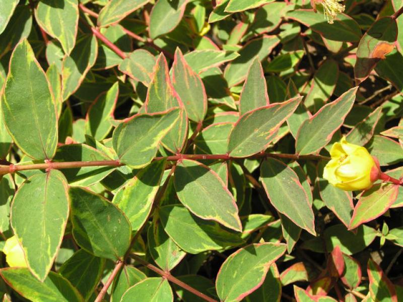 Hypericum tricolor