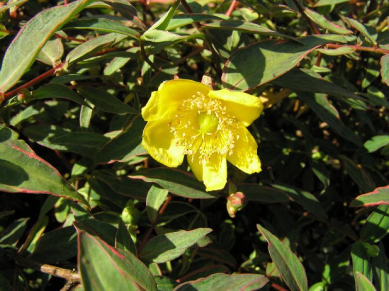 Hypericum tricolor
