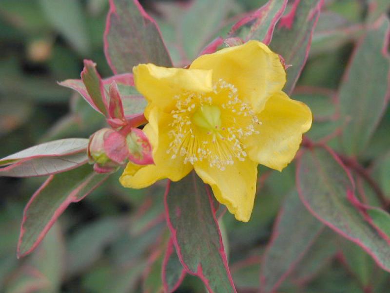 Hypericum tricolor