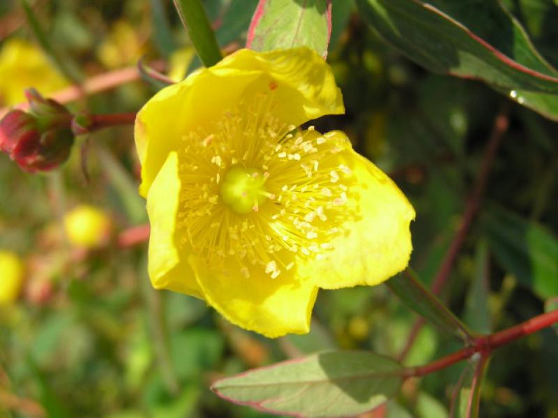 Hypericum tricolor