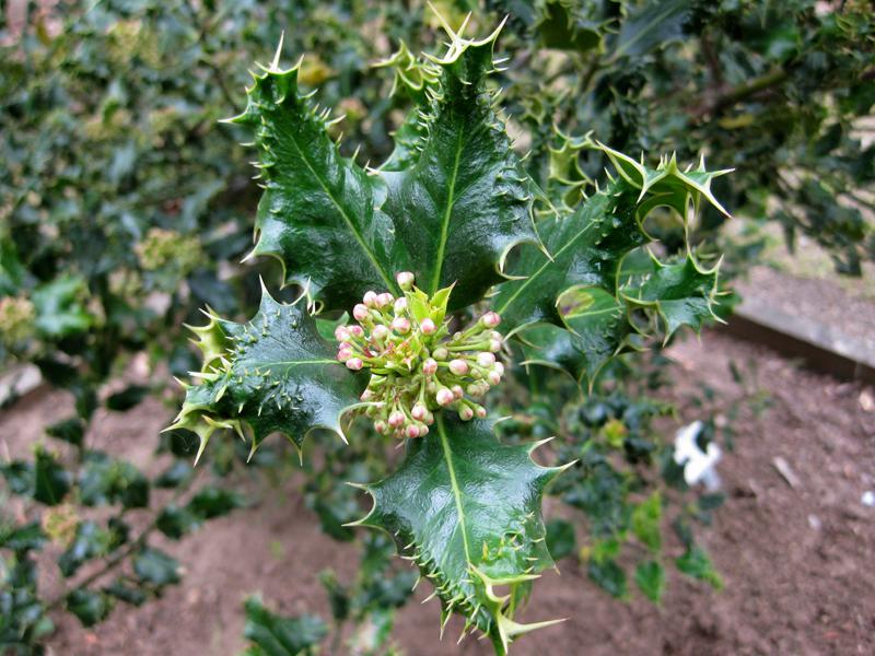 Knospen des Ilex Ferox