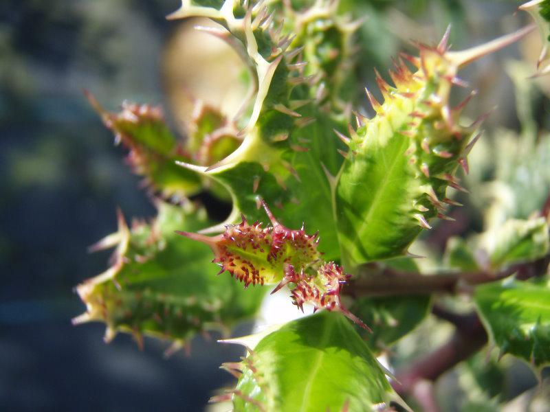 Blattaustrieb von Ilex aquifolium Ferox Argentea
