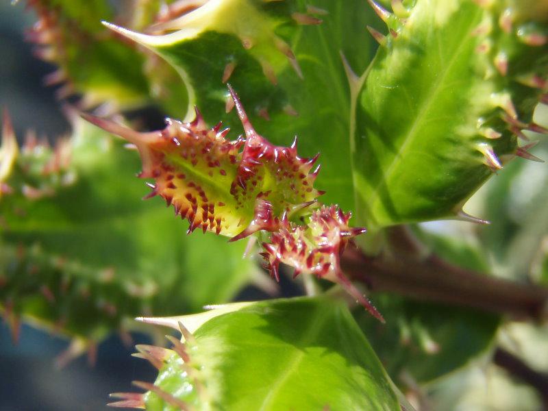 Ilex aquifolium Ferox Argentea: Nahaufnahme des Blattaustriebs mit kleinen Blattzähnchen