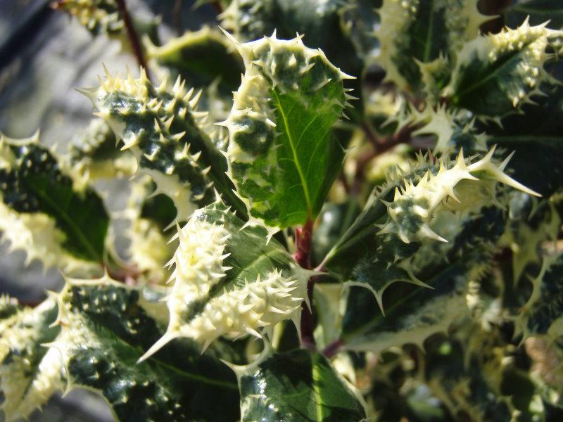 Ausgebildetes Blatt mit groben Blattzähnchen der Gelbbunten Stechpalme