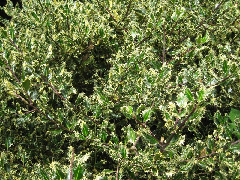 Stark dornige gelbgrüne Blätter des Ilex aquifolium Ferox Argentea