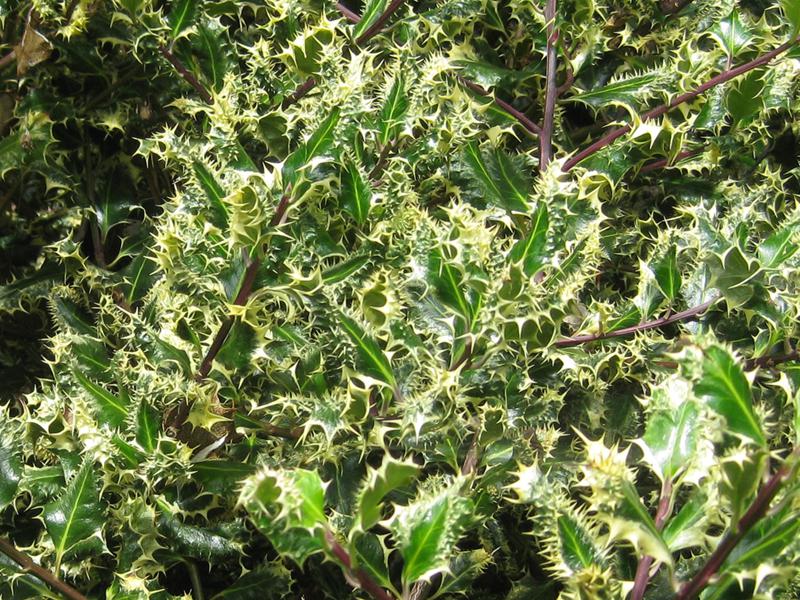 Schöne Kontraste: Starkbedornte Blätter des gelbbunten Ilex mit roter Rinde