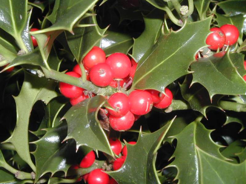 Garten-Stechpalme mit roten Beeren