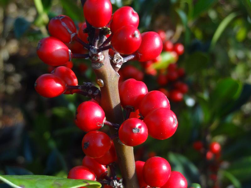 Die roten Beeren von Ilex aquifolium Pyramidalis