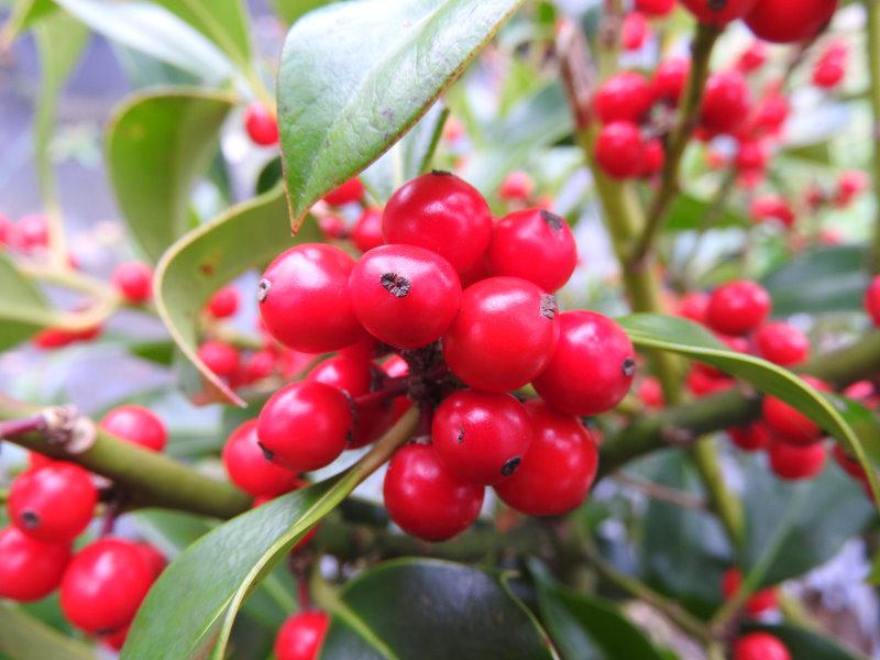 Der Garten-Ilex hat einen reichen Fruchtansatz.