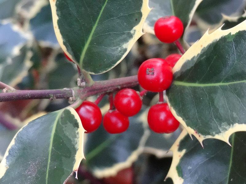 Ilex aquifolium Rubricaulis Aurea ist eine weibliche Sorte