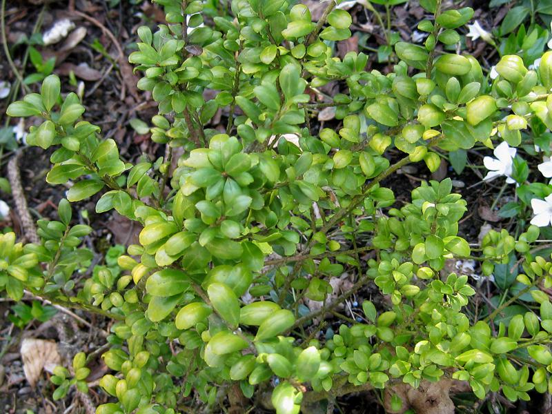 Langsamwachsende, immergrüne Heckenpflanze - Konvexblättriger Bergilex