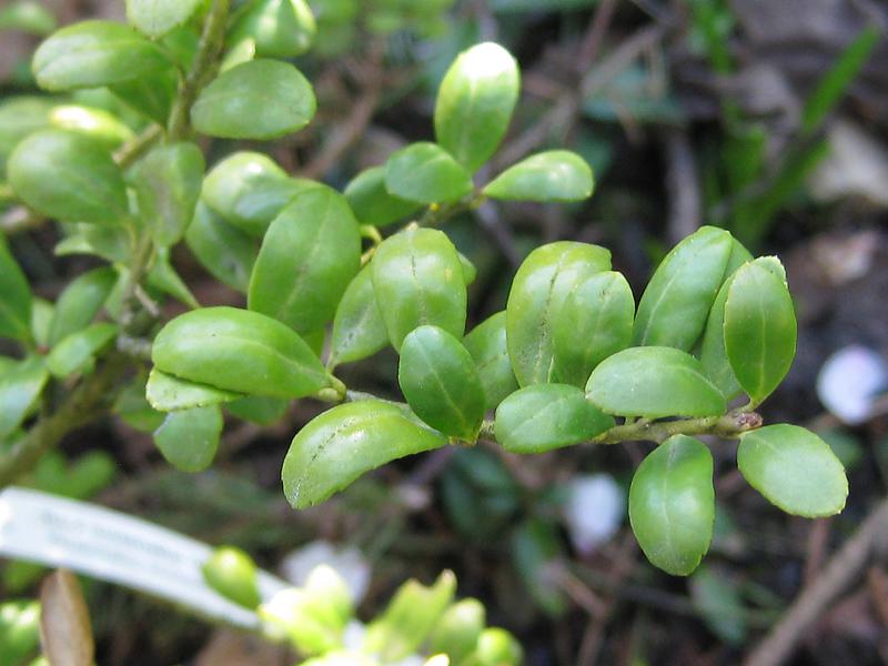 Grüne, glänzende Blätter des Konvexblättrigen Bergilex