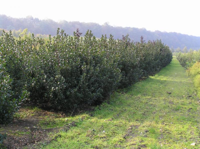 Blå Järnek Blue Prince, Ilex meservae Blue Prince