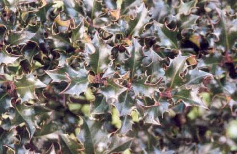 Ilex meservae Blue Prince - stacheliges, immergrünes Laub