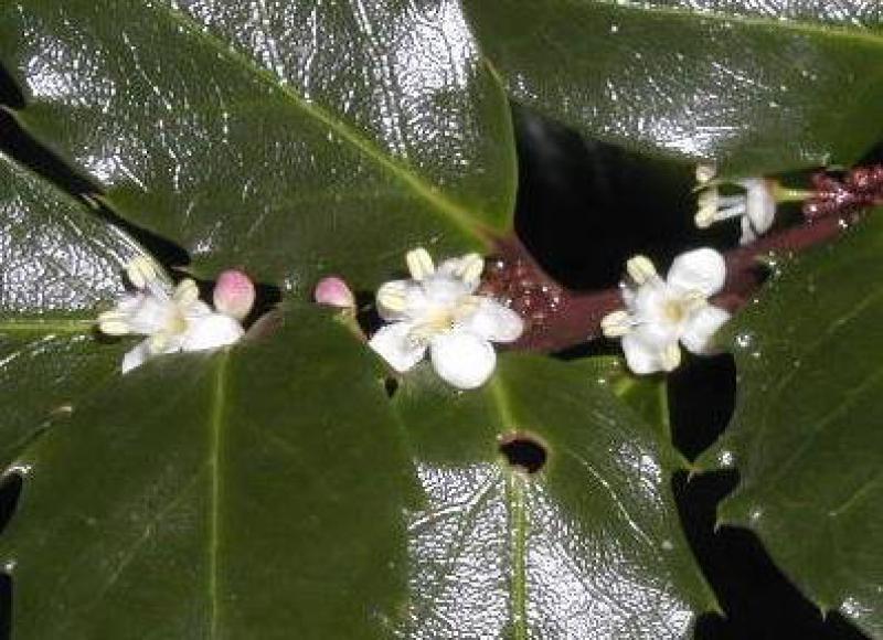 Blå Järnek Blue Prince, Ilex meservae Blue Prince