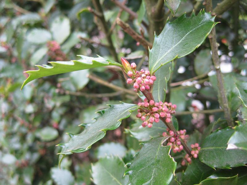 Ilex meservae Blue Prince im Frühjahr