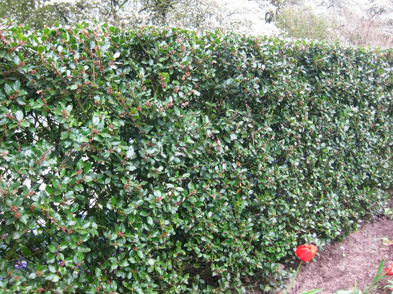 Blå Järnek Blue Prince, Ilex meservae Blue Prince
