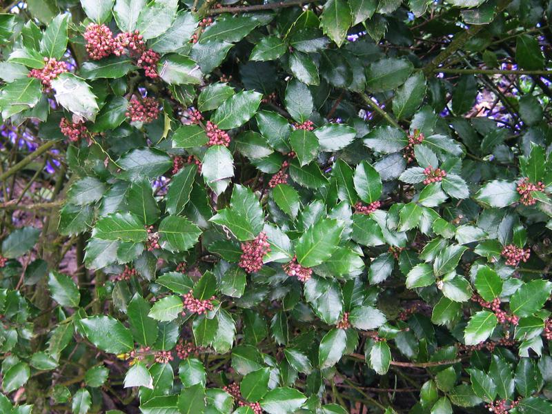 Blå Järnek Blue Prince, Ilex meservae Blue Prince