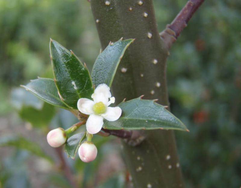 Weiße Blüte der Amerikanische Stechpalme Blue Princess