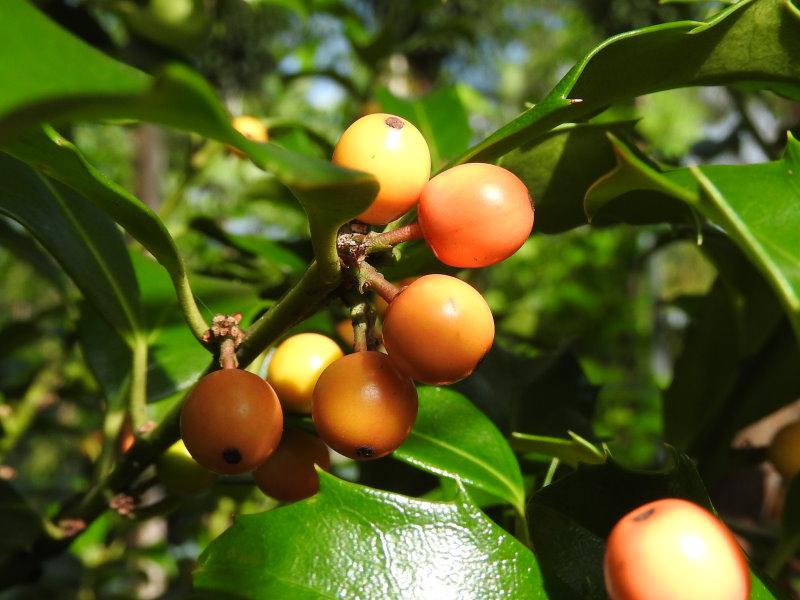 Ilex meservaea Golden Girl mit leuchtend gelben Früchten im Herbst