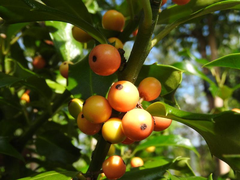 Amerikanischer Ilex Golden Girl - eine Ilex-Sorte mit gelben Früchten