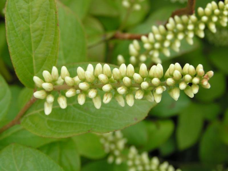 Die knospige Blüte von Itea virginica