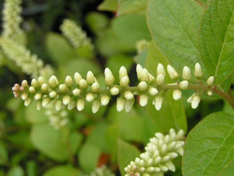 Virginische Rosmarinweide: Knospige Blüte