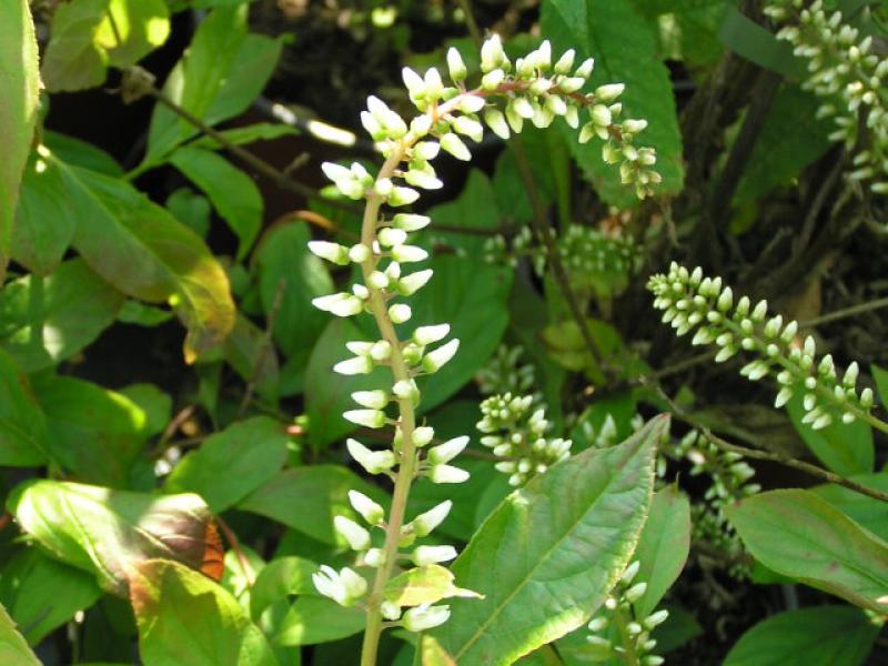 Blüte von Itea virginica