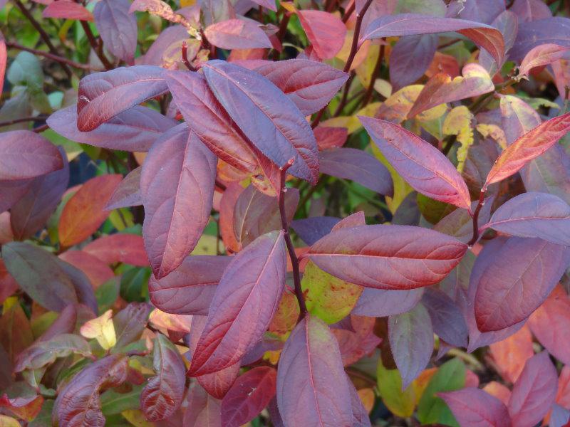 Schönes Herbstlaub bei Itea virginica