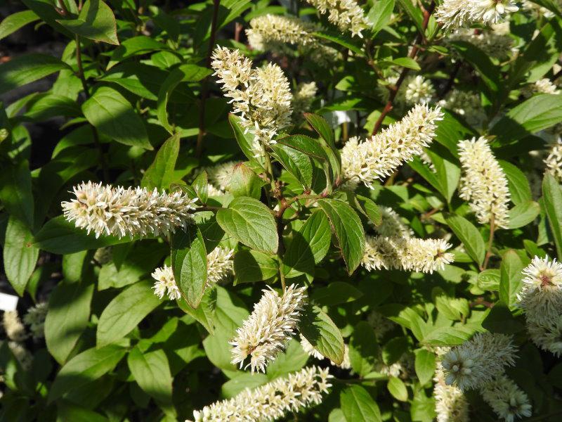 Blüte von Itea virginica