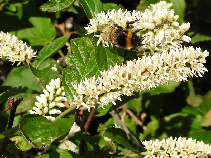 Blüte der Rosmarinweide mit Hummel