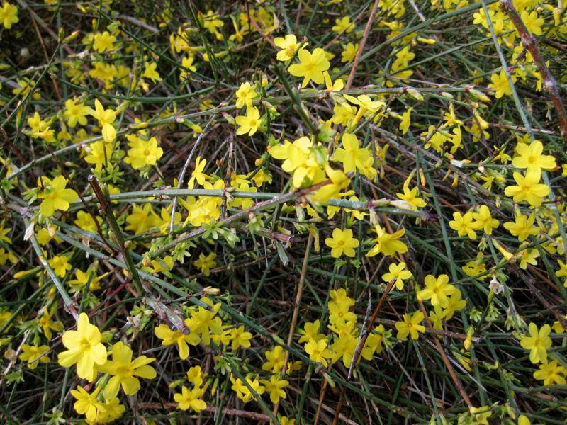 Jasminum nudiflorum - leuchtendes Gelb im Winter