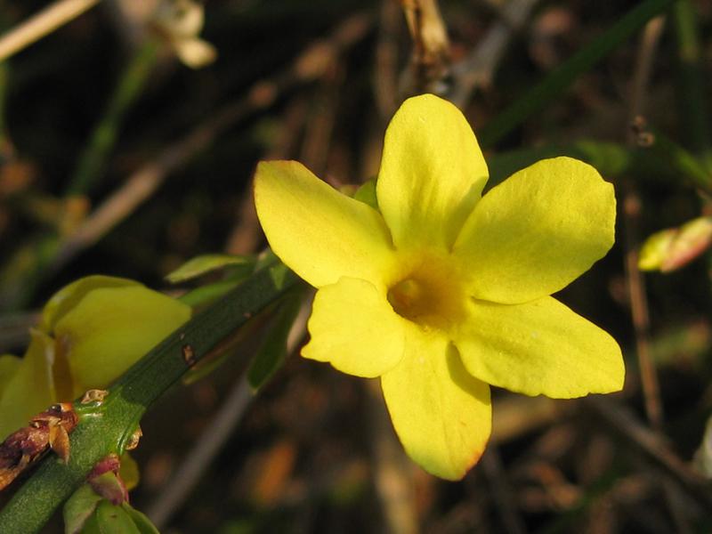 Winterjasmin: Nahaufnahme der Blüte