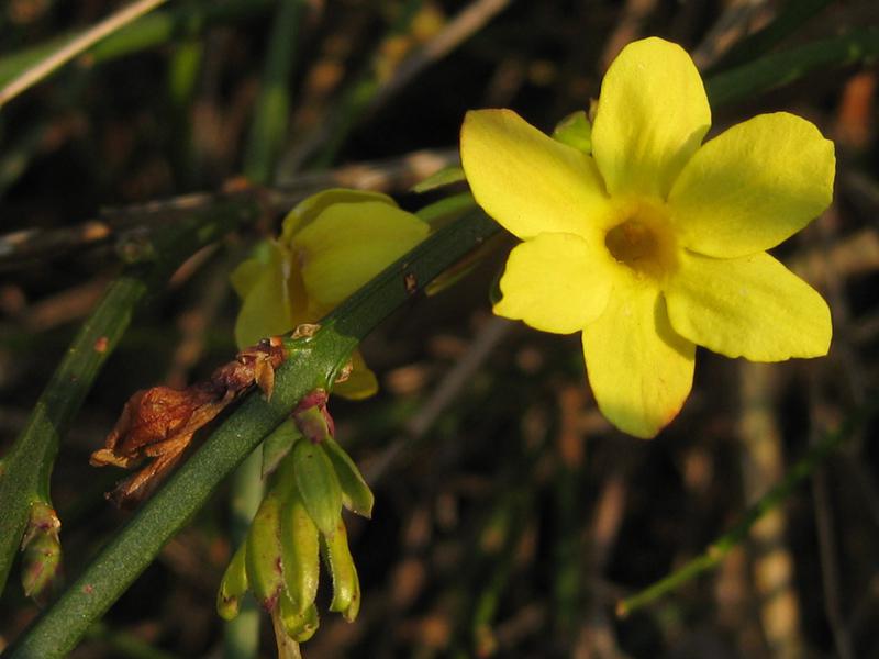 Gelbblühender Frühblüher - der Winterjasmin