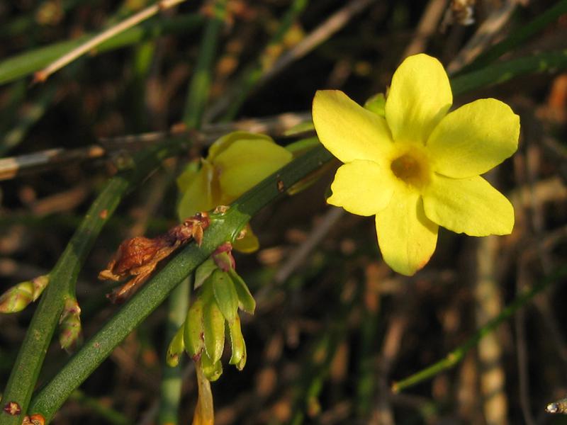 Gelbe Blüten an grünen Trieben - Winterjasmin