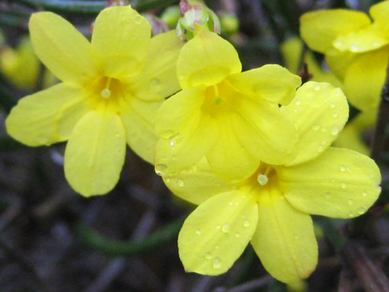 Winterjasmin - gelbe Blüten im Januar