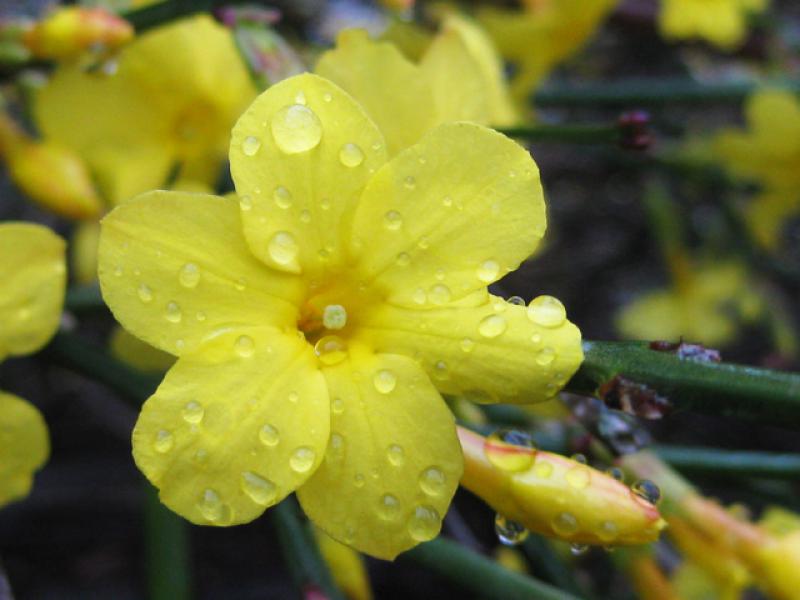 Winterjasmin - Nahaufnahme einer Blüte