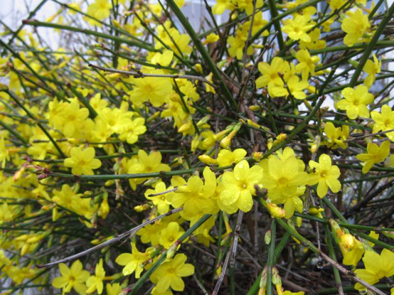 Sorgt für Farbe im Winter-Garten - Jasminum nudiflorum