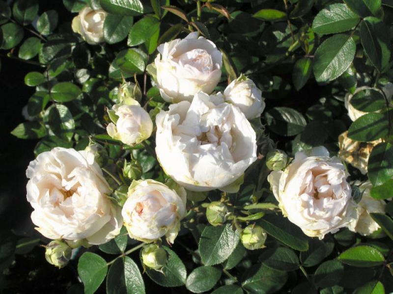Rosa Bella Weiß