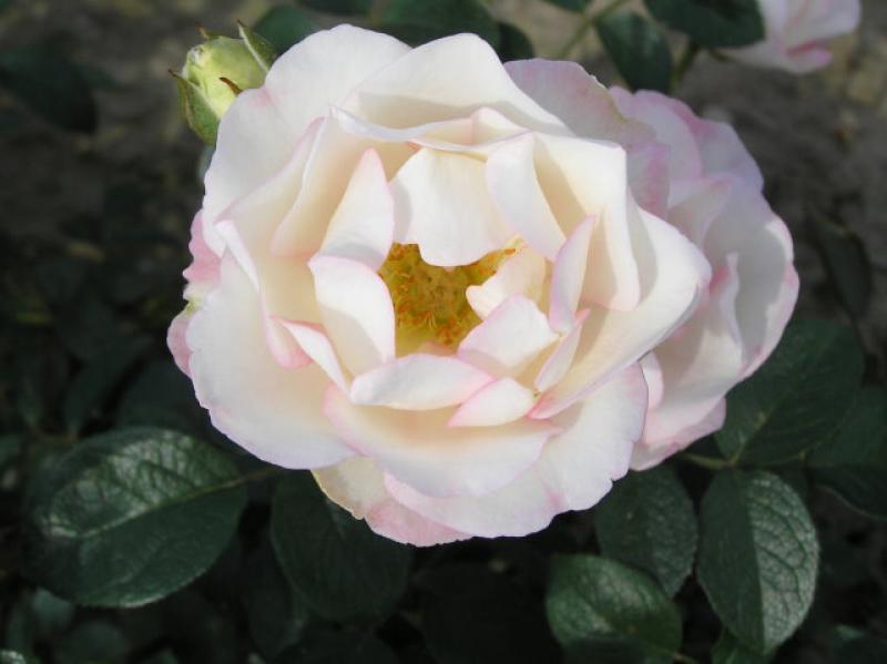 Rosa Bella Weiß