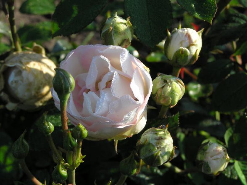 Rosa Bella Weiß