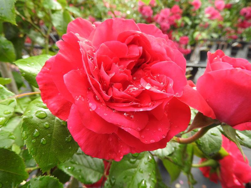 Blüte von Rose Red Leonardo da Vinci