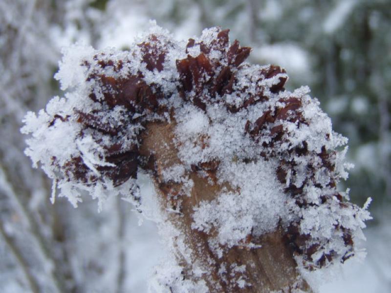 Attraktion im Winter: Aesculus hippocastanum Monstrosa