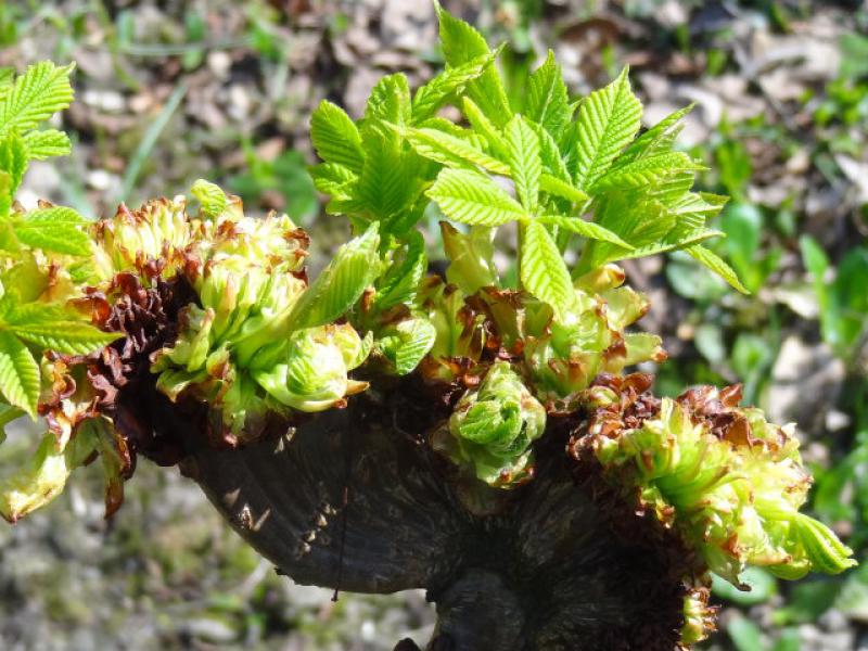 Frischer Austrieb an der Aesculus hippocastanum Monstrosa