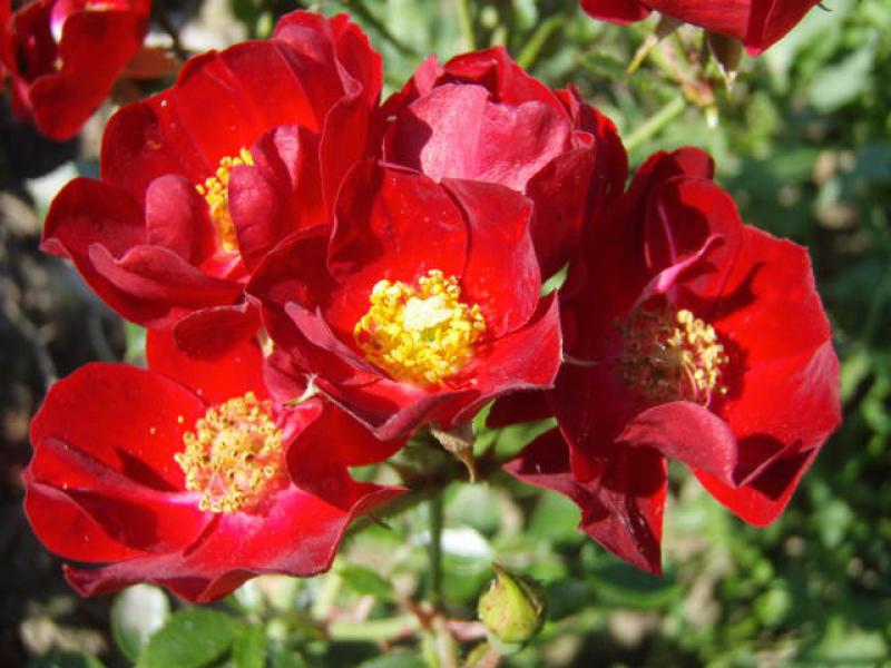 Die Rose Bassino zeigt die auffallend roten Blüten ab Juni
