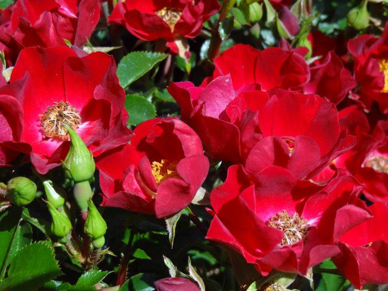 Das Blütenbild und die Entwicklung der Knospen der Rose Bassino