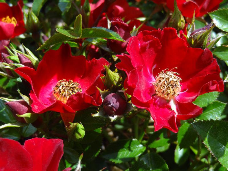 Eine Vielzahl von großen blutroten Blüten entfaltet die Rose Bassino