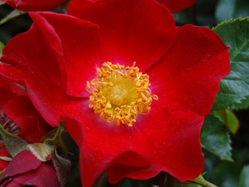 Eine Einzelblüte mit auffallend gelben Staubgefäßen der Rose Bassino